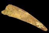 Large, Pterosaur (Siroccopteryx) Tooth - Morocco #127656-1